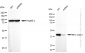 KD-Validated Anti-MHC class 1 Rabbit Monoclonal Antibody