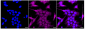 KD-Validated Anti-RPS6KA1 Rabbit Monoclonal Antibody