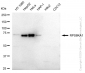 KD-Validated Anti-RPS6KA1 Rabbit Monoclonal Antibody