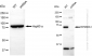 KD-Validated Anti-RPS6KA1 Rabbit Monoclonal Antibody