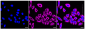 KD-Validated Anti-NEK2 Rabbit Monoclonal Antibody