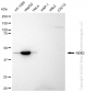 KD-Validated Anti-NEK2 Rabbit Monoclonal Antibody