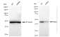 KD-Validated Anti-NEK2 Rabbit Monoclonal Antibody