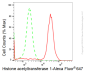 KD-Validated Anti-Histone acetyltransferase 1 Rabbit Monoclonal Antibody