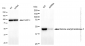 KD-Validated Anti-Histone acetyltransferase 1 Rabbit Monoclonal Antibody