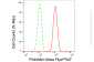 KD-Validated Anti-Prohibitin Rabbit Monoclonal Antibody