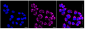 KD-Validated Anti-Prohibitin Rabbit Monoclonal Antibody