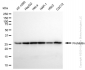 KD-Validated Anti-Prohibitin Rabbit Monoclonal Antibody
