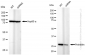 KD-Validated Anti-Prohibitin Rabbit Monoclonal Antibody