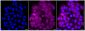 KD-Validated Anti-Histone deacetylase 10 Rabbit Monoclonal Antibody