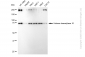 KD-Validated Anti-Histone deacetylase 10 Rabbit Monoclonal Antibody