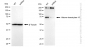 KD-Validated Anti-Histone deacetylase 10 Rabbit Monoclonal Antibody