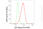 KD-Validated Anti-JUP Rabbit Monoclonal Antibody