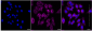 KD-Validated Anti-JUP Rabbit Monoclonal Antibody