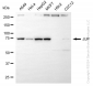 KD-Validated Anti-JUP Rabbit Monoclonal Antibody