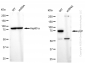 KD-Validated Anti-JUP Rabbit Monoclonal Antibody