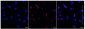 KD-Validated Anti-Tax1 binding protein 1 Rabbit Monoclonal Antibody