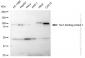 KD-Validated Anti-Tax1 binding protein 1 Rabbit Monoclonal Antibody