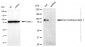 KD-Validated Anti-Tax1 binding protein 1 Rabbit Monoclonal Antibody