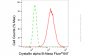 KD-Validated Anti-Crystallin alpha B Rabbit Monoclonal Antibody
