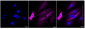 KD-Validated Anti-Crystallin alpha B Rabbit Monoclonal Antibody