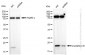 KD-Validated Anti-Crystallin alpha B Rabbit Monoclonal Antibody