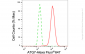 KD-Validated Anti-ATG7 Rabbit Monoclonal Antibody