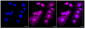 KD-Validated Anti-ATG7 Rabbit Monoclonal Antibody