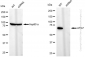 KD-Validated Anti-ATG7 Rabbit Monoclonal Antibody