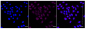 KD-Validated Anti-IFIH1 Rabbit Monoclonal Antibody