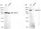 KD-Validated Anti-IFIH1 Rabbit Monoclonal Antibody