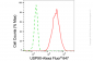 KD-Validated Anti-USP9X Rabbit Monoclonal Antibody