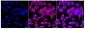 KD-Validated Anti-USP9X Rabbit Monoclonal Antibody