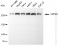 KD-Validated Anti-USP9X Rabbit Monoclonal Antibody