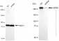 KD-Validated Anti-USP9X Rabbit Monoclonal Antibody