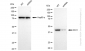 KD-Validated Anti-IDH1 Rabbit Monoclonal Antibody