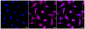 KD-Validated Anti-PCBP2 Rabbit Monoclonal Antibody