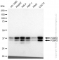 KD-Validated Anti-PCBP2 Rabbit Monoclonal Antibody