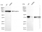 KD-Validated Anti-PCBP2 Rabbit Monoclonal Antibody