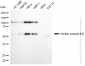 KD-Validated Anti-Inhibin subunit beta B Rabbit Monoclonal Antibody