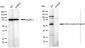 KD-Validated Anti-Inhibin subunit beta B Rabbit Monoclonal Antibody