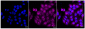 KD-Validated Anti-Gli3 Rabbit Monoclonal Antibody