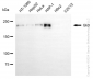 KD-Validated Anti-Gli3 Rabbit Monoclonal Antibody