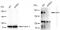 KD-Validated Anti-Gli3 Rabbit Monoclonal Antibody