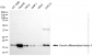 KD-Validated Anti-Growth differentiation factor 3 Rabbit Monoclonal Antibody