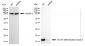 KD-Validated Anti-Growth differentiation factor 3 Rabbit Monoclonal Antibody