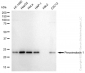 KD-Validated Anti-Peroxiredoxin 1 Rabbit Monoclonal Antibody