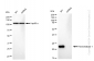 KD-Validated Anti-Peroxiredoxin 1 Rabbit Monoclonal Antibody