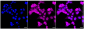 KD-Validated Anti-UCHL1 Rabbit Monoclonal Antibody