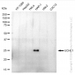 KD-Validated Anti-UCHL1 Rabbit Monoclonal Antibody